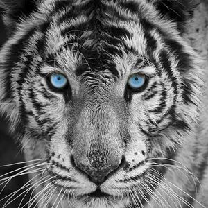 Meet your Posher, Teri